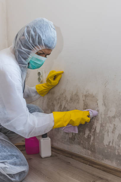 Best HVAC Mold Inspection and Cleaning  in Sandpoint, ID